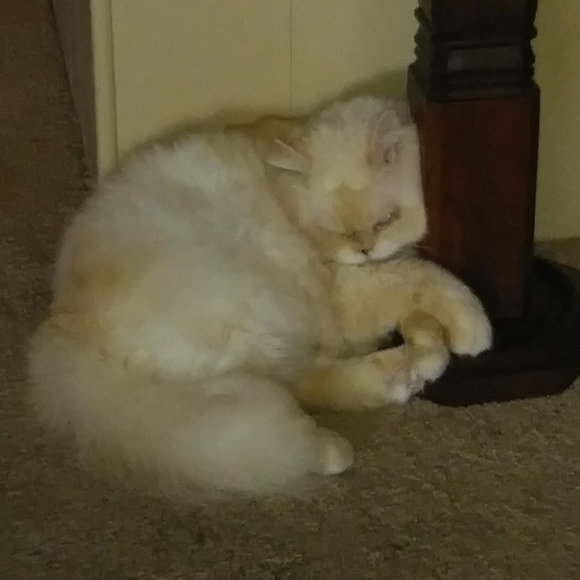 Meet your posher - Picture 3 of 3